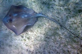 Dasyatis americana - Amerikanischer Stechrochen (Südlicher Stechrochen)